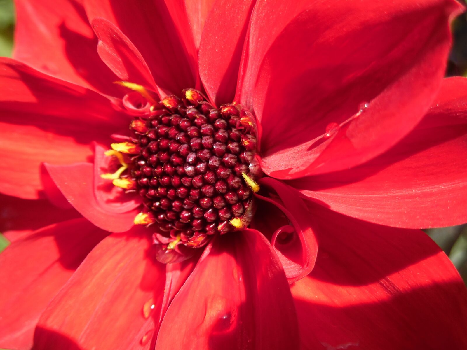 Samsung WB35F/WB36F/WB37F sample photo. Red dahlia, cottage garden photography