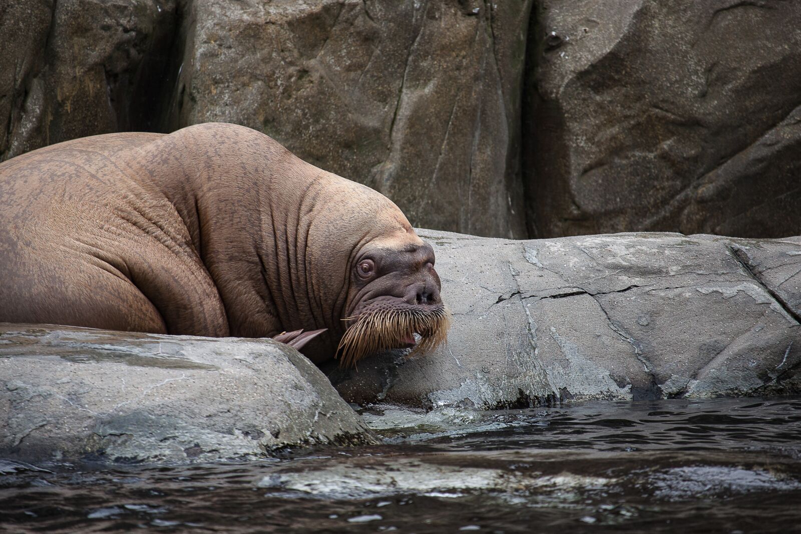 Canon EOS 50D + Canon EF-S 55-250mm F4-5.6 IS STM sample photo. Walrus, animal, zoo photography