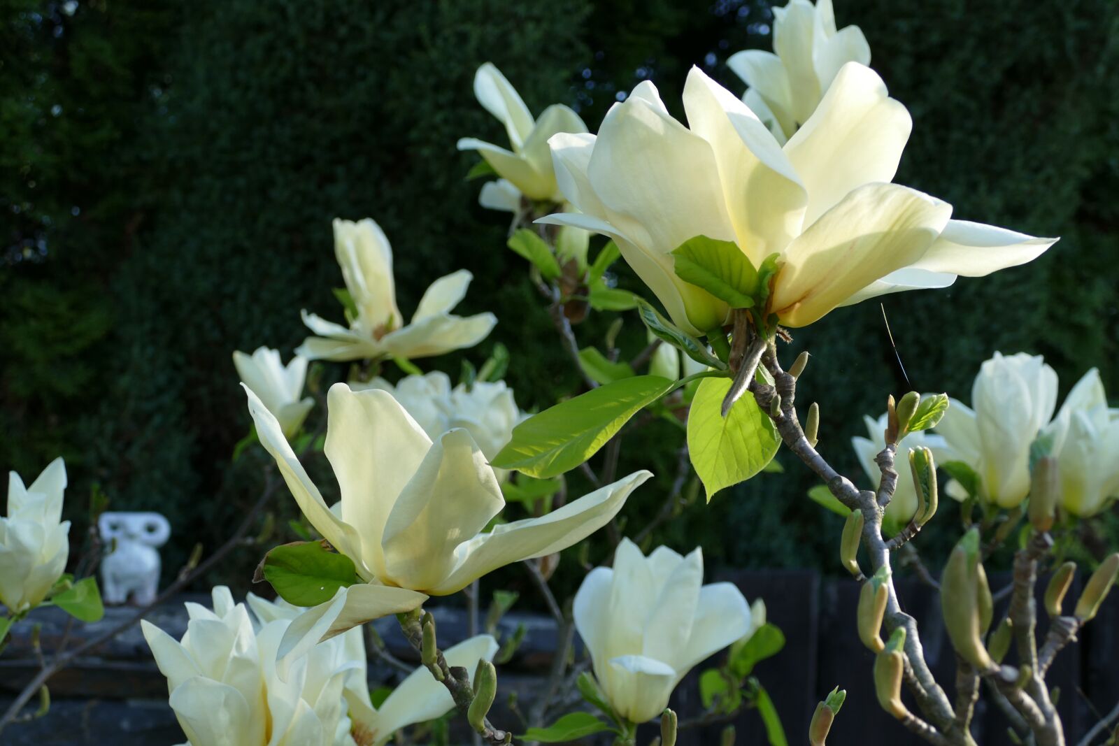 Panasonic Lumix DMC-FZ1000 sample photo. Magnolia, white magnolia, flowers photography