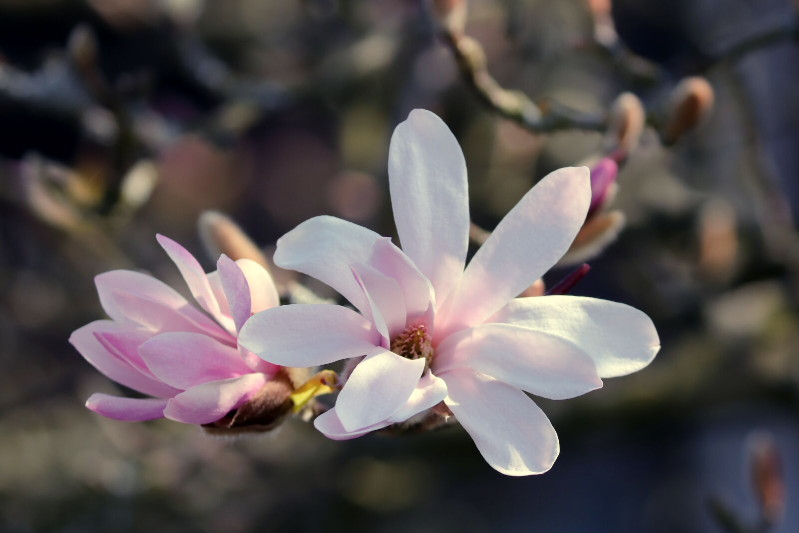 Canon EOS 200D (EOS Rebel SL2 / EOS Kiss X9) sample photo. Magnolia, magnolia blossom, detail photography