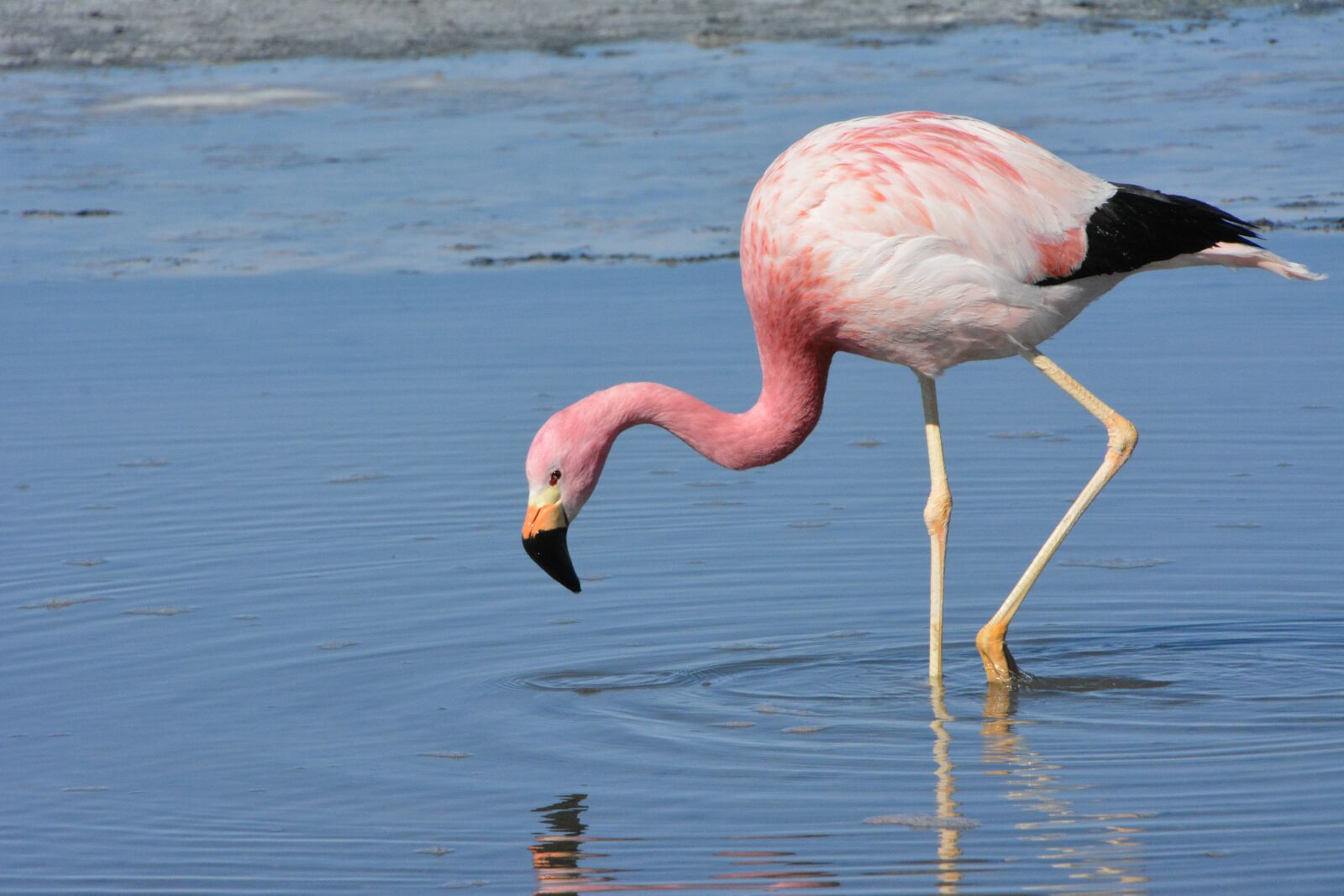 Nikon D5200 sample photo. Chile, atacama, flamingo photography
