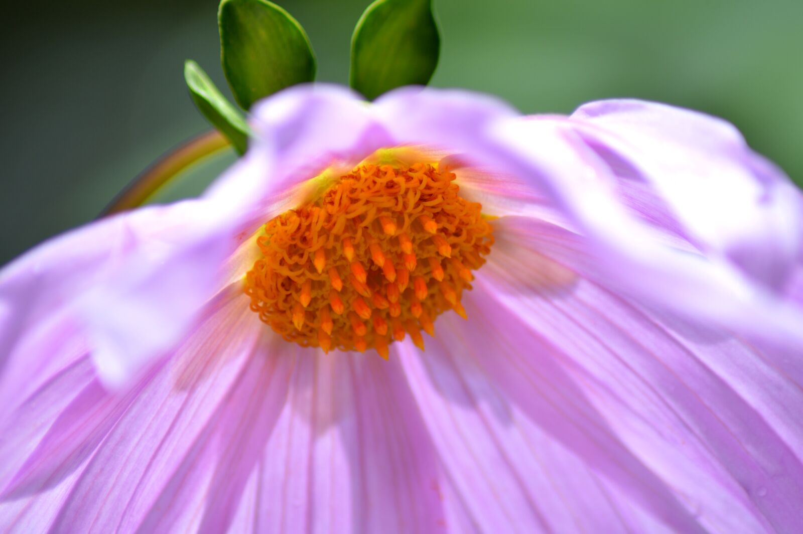 Nikon D3200 sample photo. Pink, blossom, flower photography