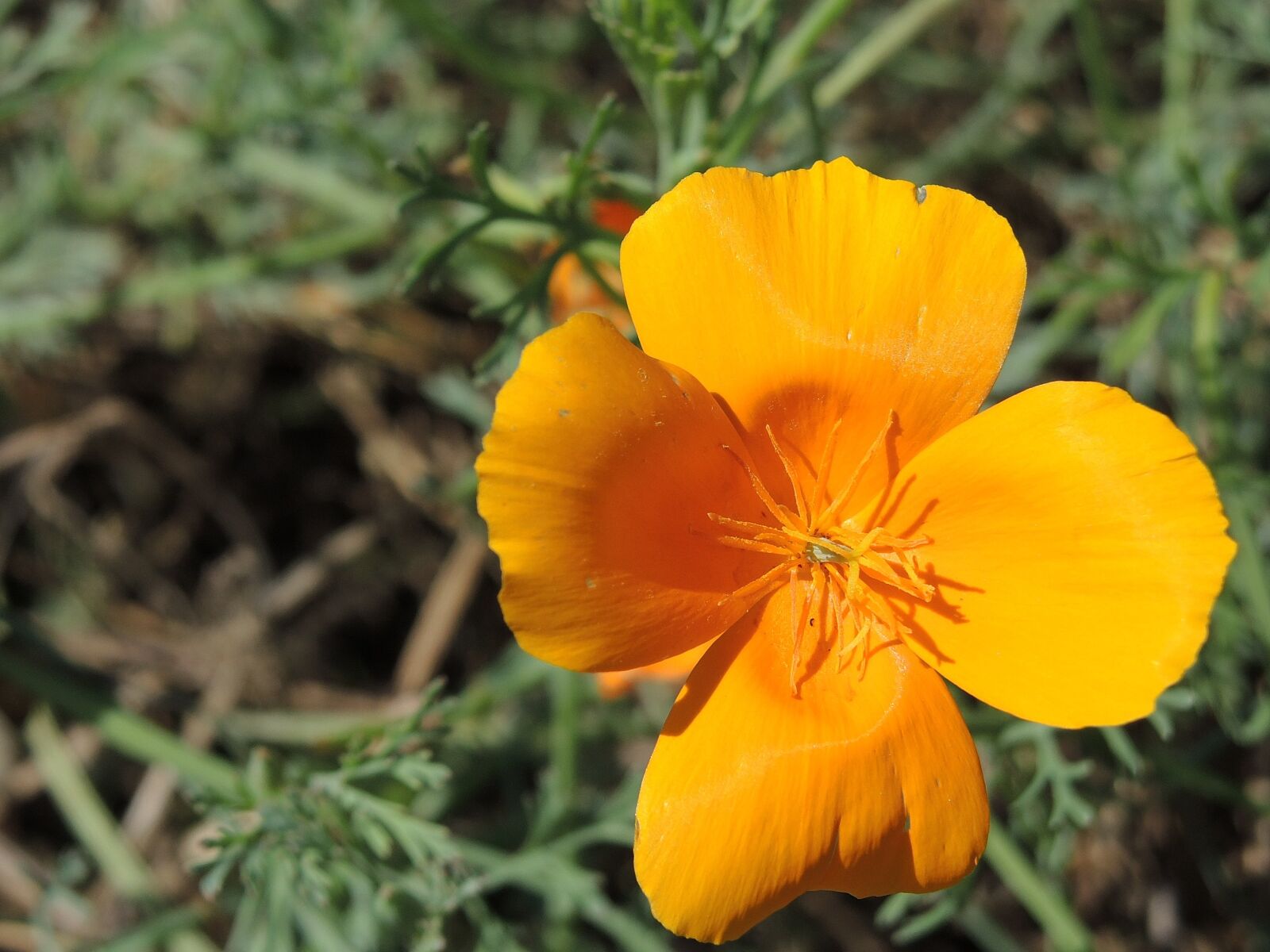 Nikon Coolpix P7800 sample photo. Flower, orange photography