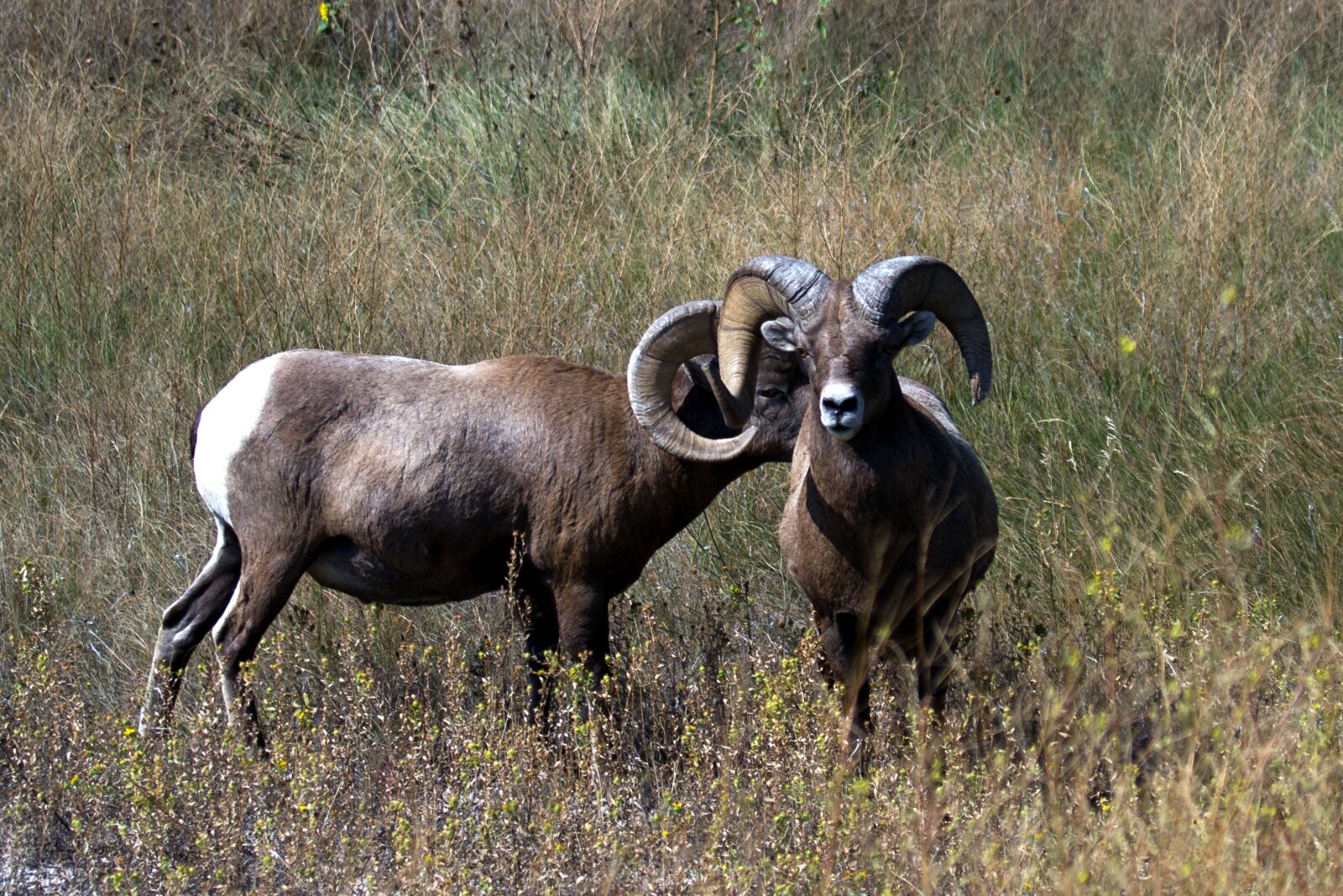 Canon EOS 7D sample photo. Mountain sheep, sheep, wild photography