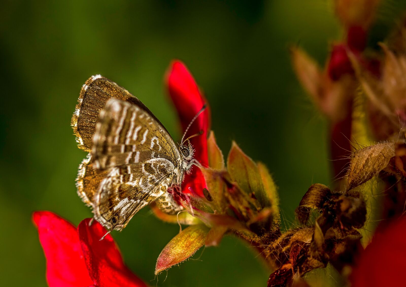 Canon EOS 60D sample photo. Butterfly, macro, nature photography