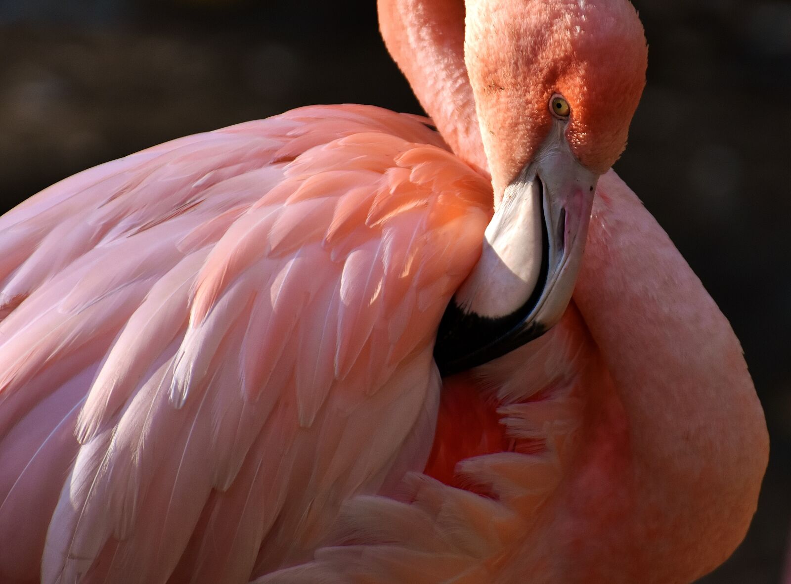 Nikon D7200 sample photo. Flamingo, bird, colorful photography