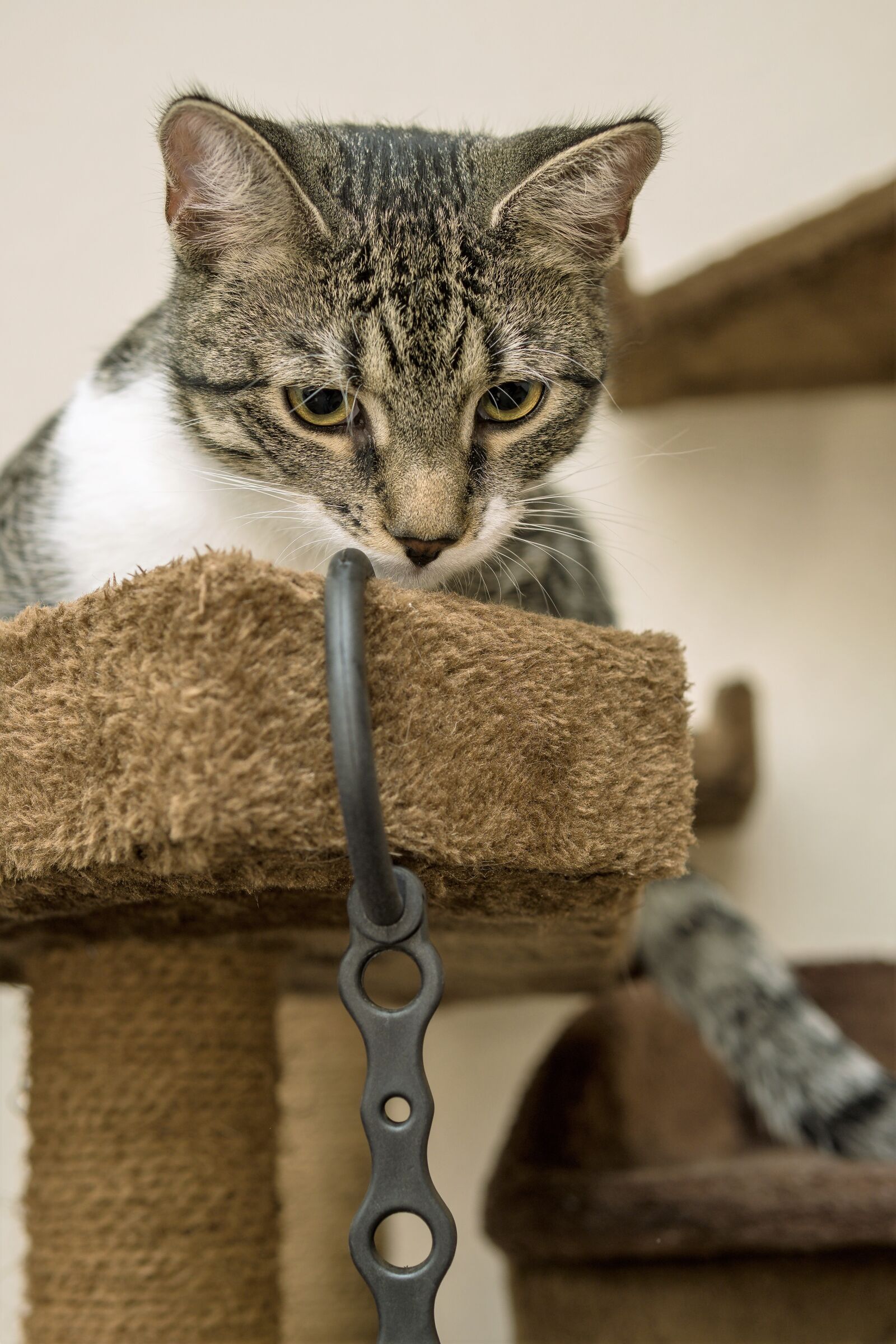 30mm F1.4 DC DN | Contemporary 016 sample photo. Cat, small, playing photography
