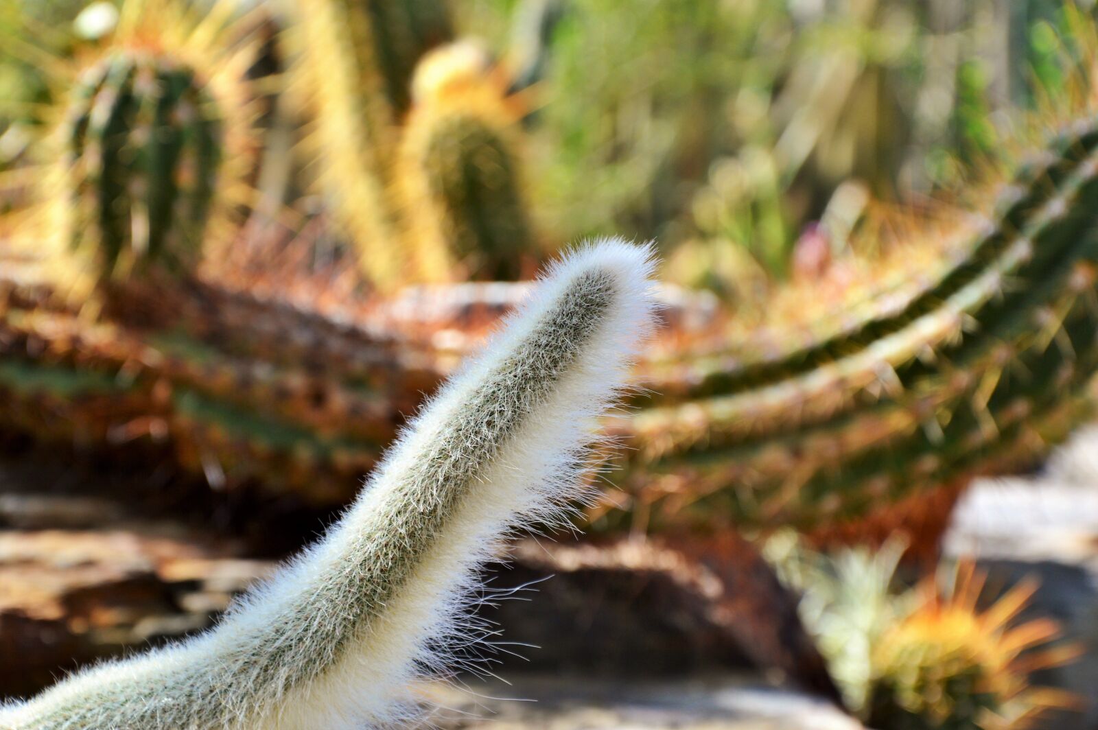 Nikon D3200 sample photo. Cactus, spur, green photography