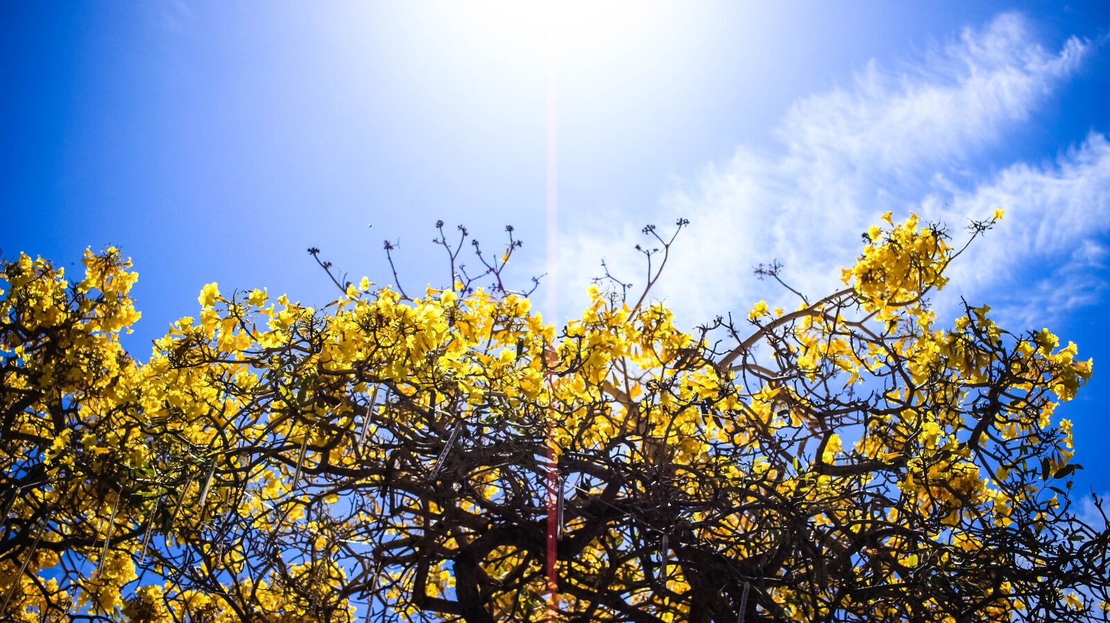 Canon EF-S 24mm F2.8 STM sample photo. Flowers, tree, yellow photography