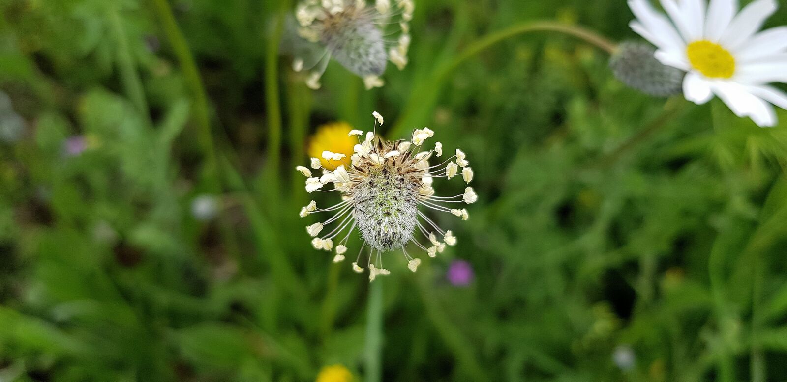 Samsung Galaxy S8 sample photo. Nature, summer, flower photography