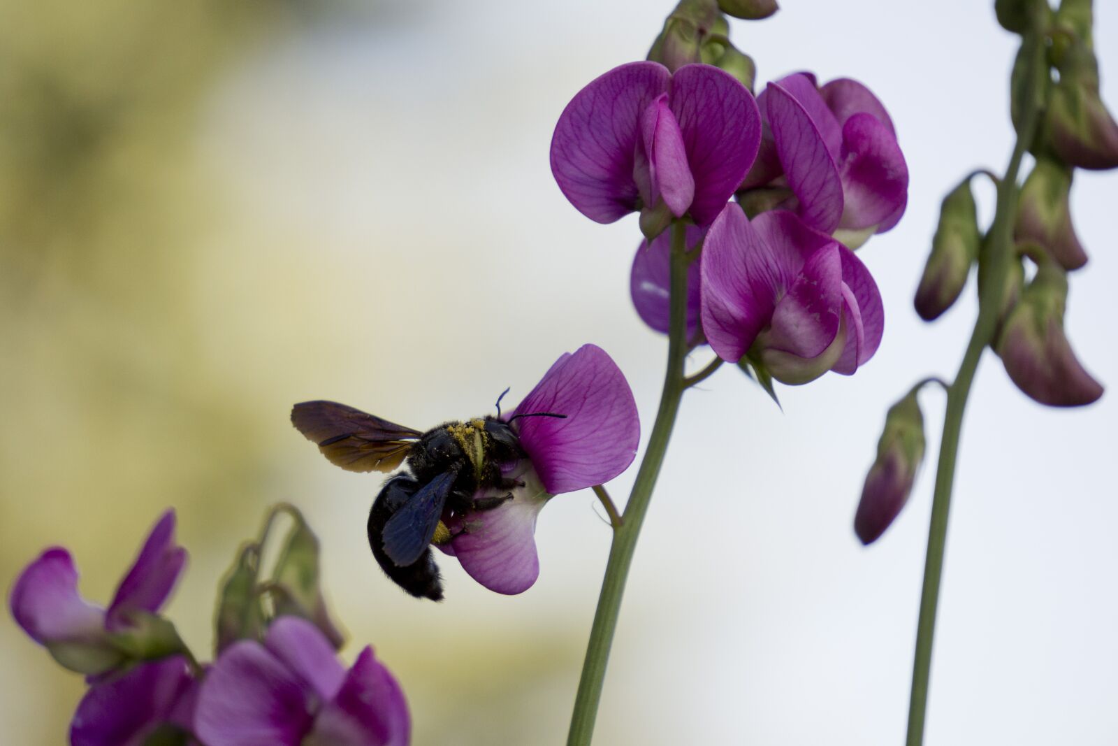 Sony a5100 sample photo. Flower, pink, insect photography