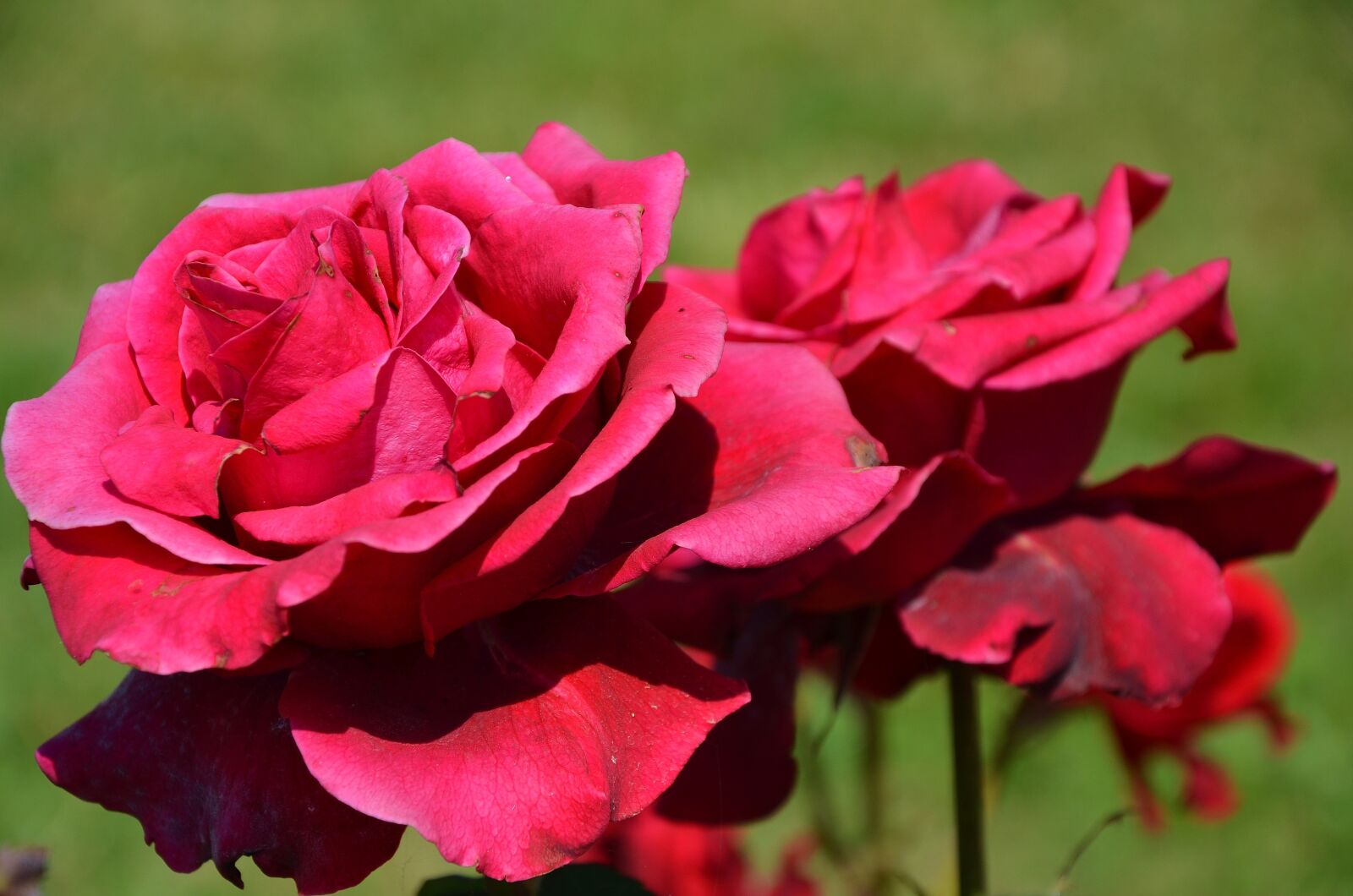 Nikon D7000 sample photo. Rose, flower, spring photography