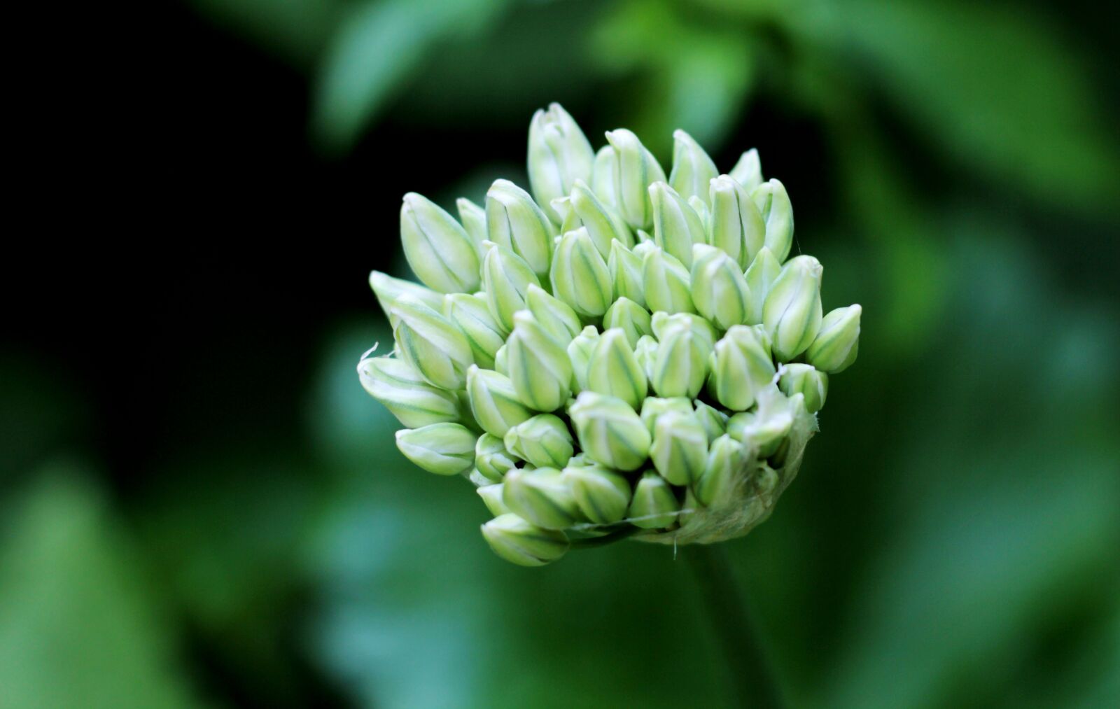 Canon EOS 600D (Rebel EOS T3i / EOS Kiss X5) + Canon EF 50mm F1.8 STM sample photo. Allium, ornamental onion, white photography