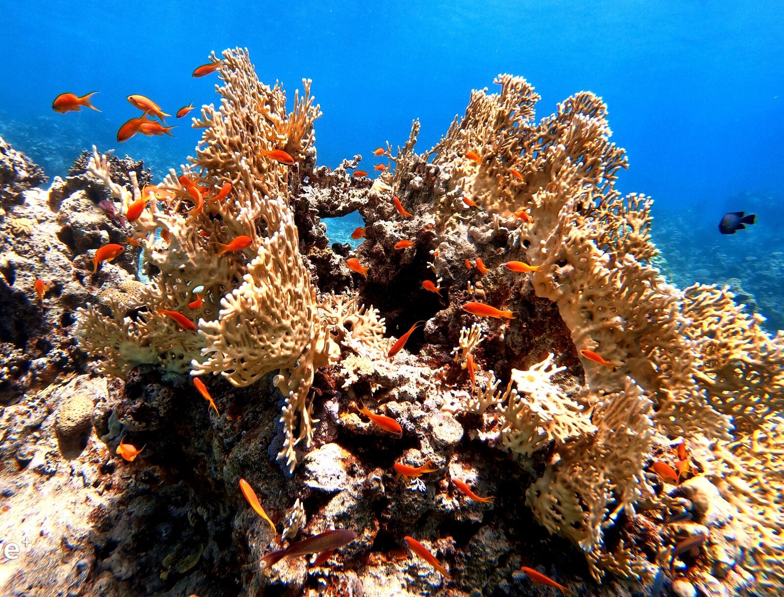 GoPro Hero7 Black sample photo. Wild, wilderness, coral photography