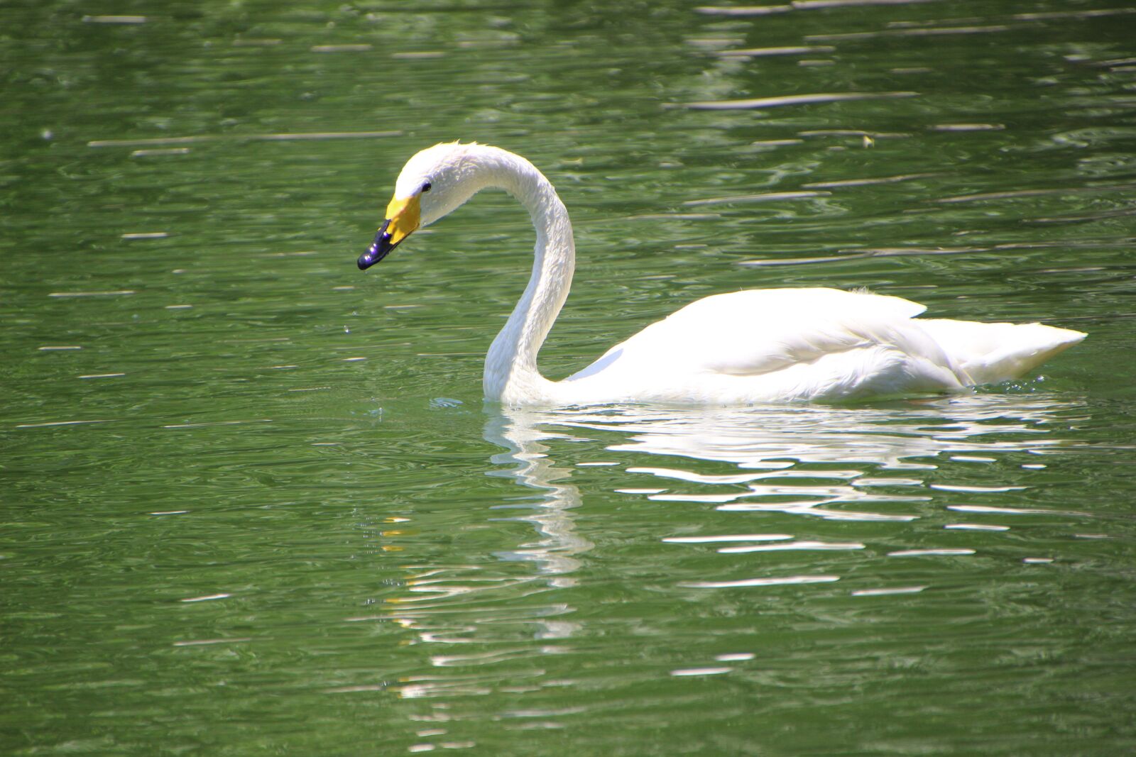 Canon EOS 600D (Rebel EOS T3i / EOS Kiss X5) sample photo. Swan, white swan, beak photography