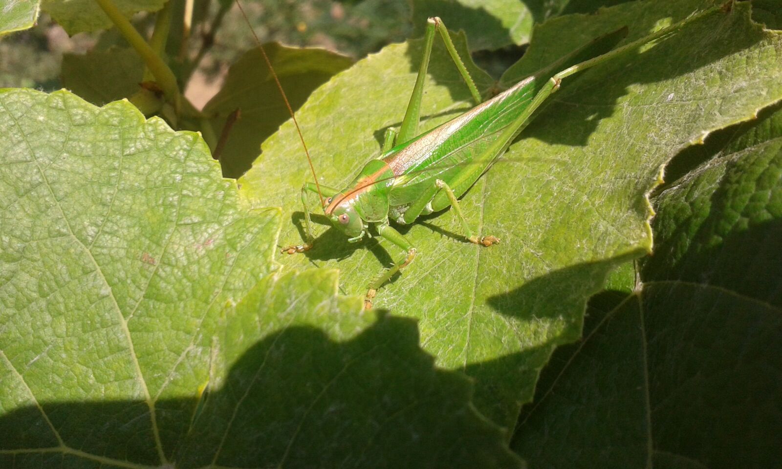 Samsung Galaxy Trend Plus sample photo. Cricket, green, nature photography