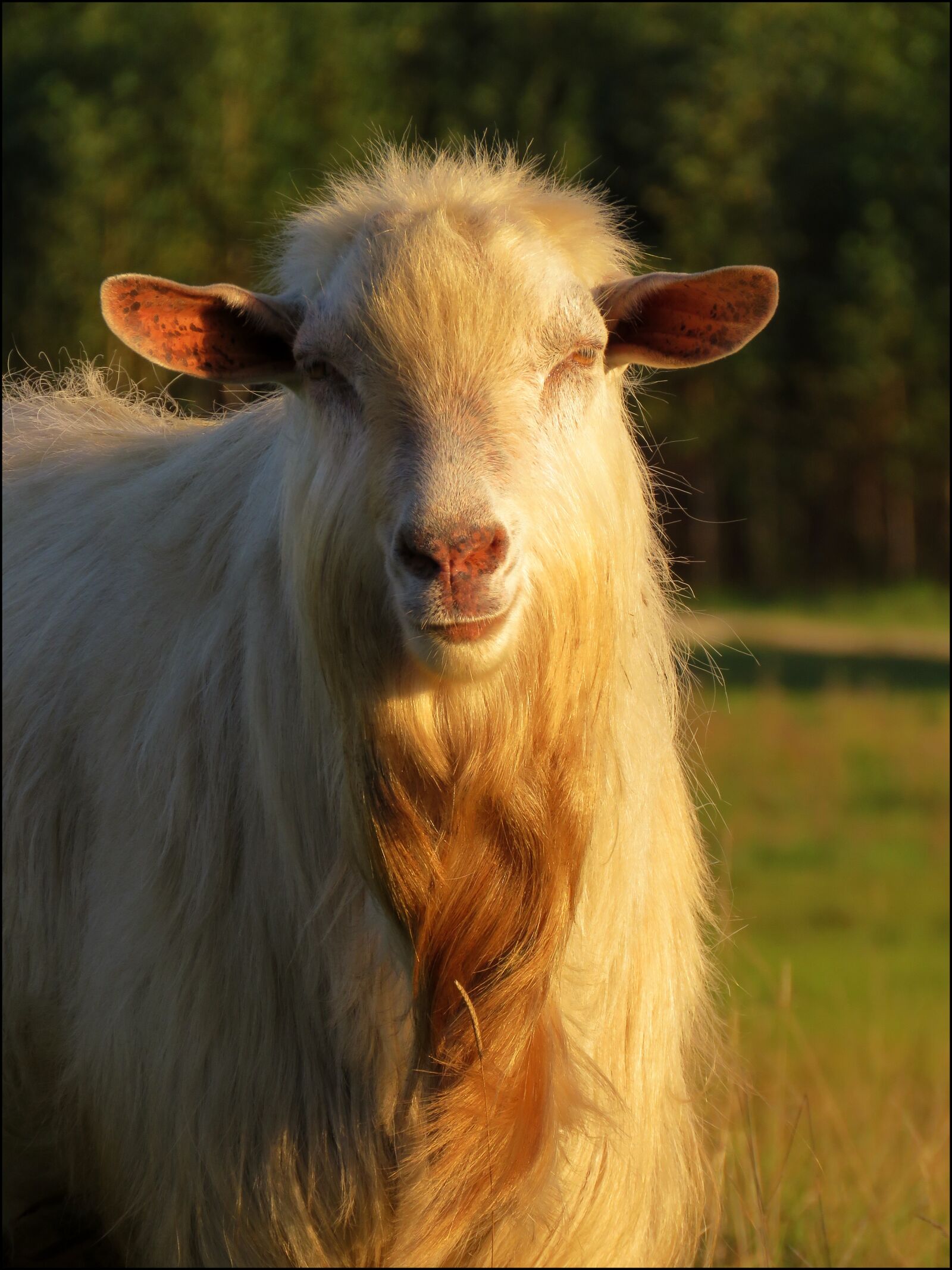 Canon PowerShot SX60 HS sample photo. Goat, animal, nature photography