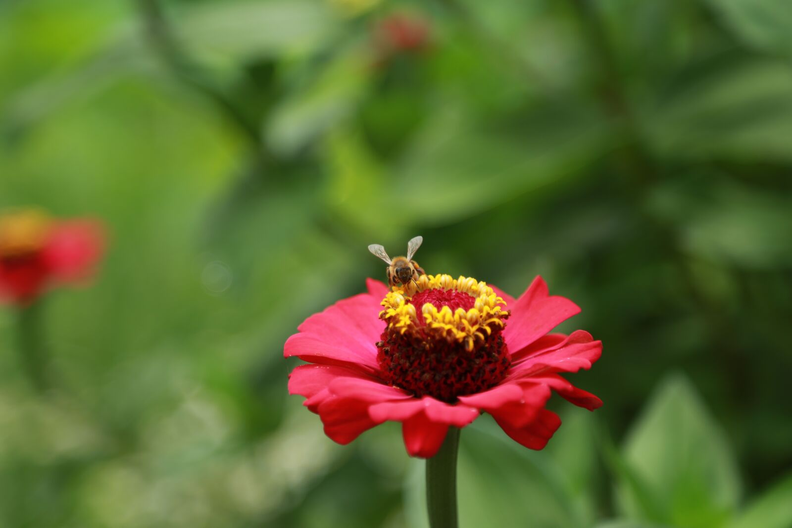 Canon EOS 6D + Canon EF 24-105mm F4L IS USM sample photo. Flowers, red, bee photography