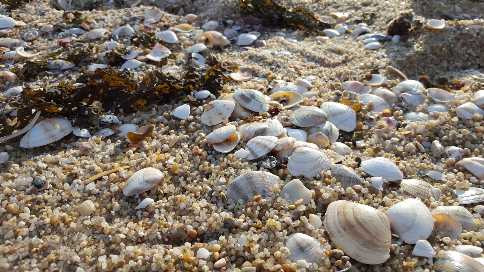 Samsung Galaxy S6 sample photo. Clam, sea, sand photography