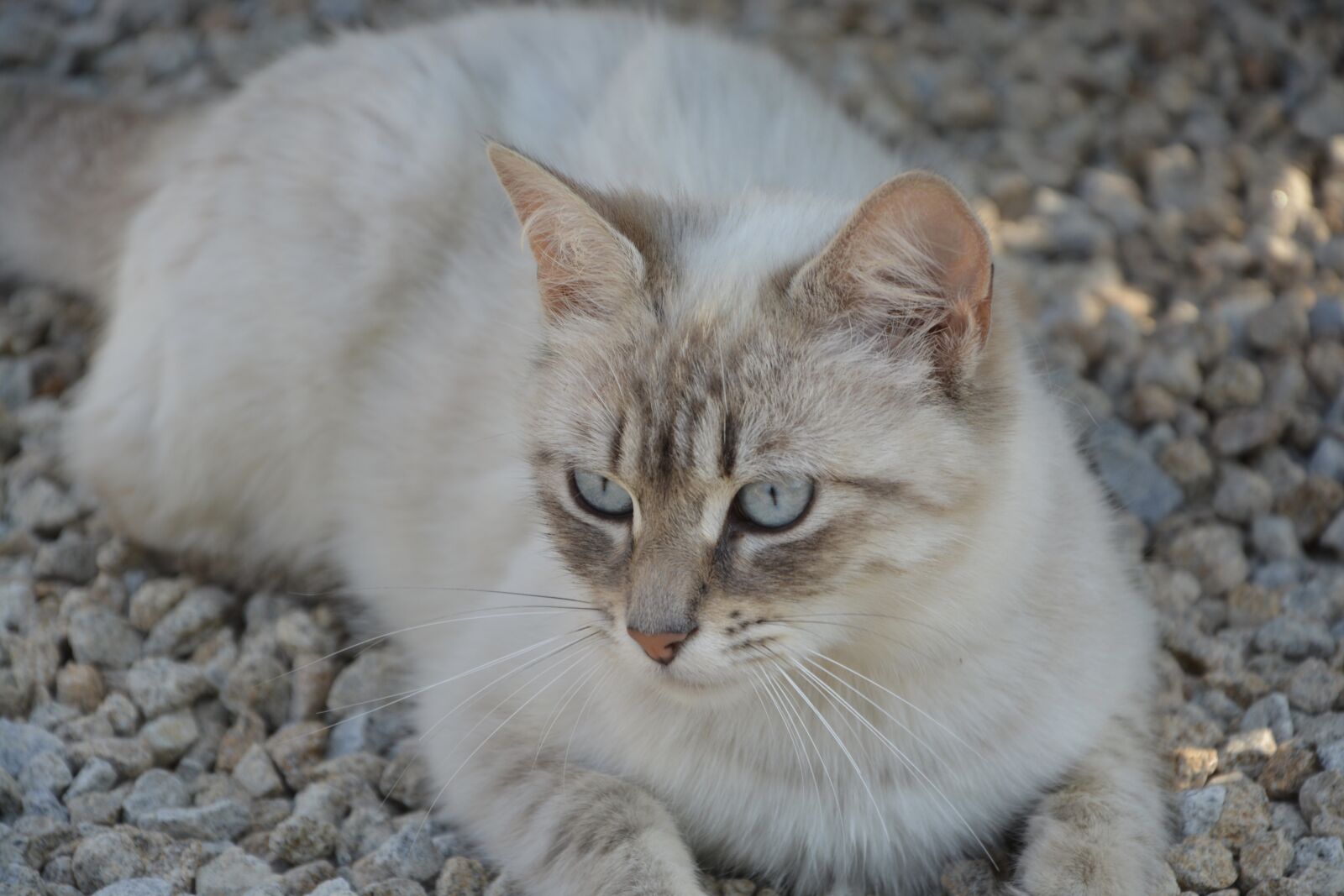 Nikon D5200 sample photo. Cat, blue eyes, head photography