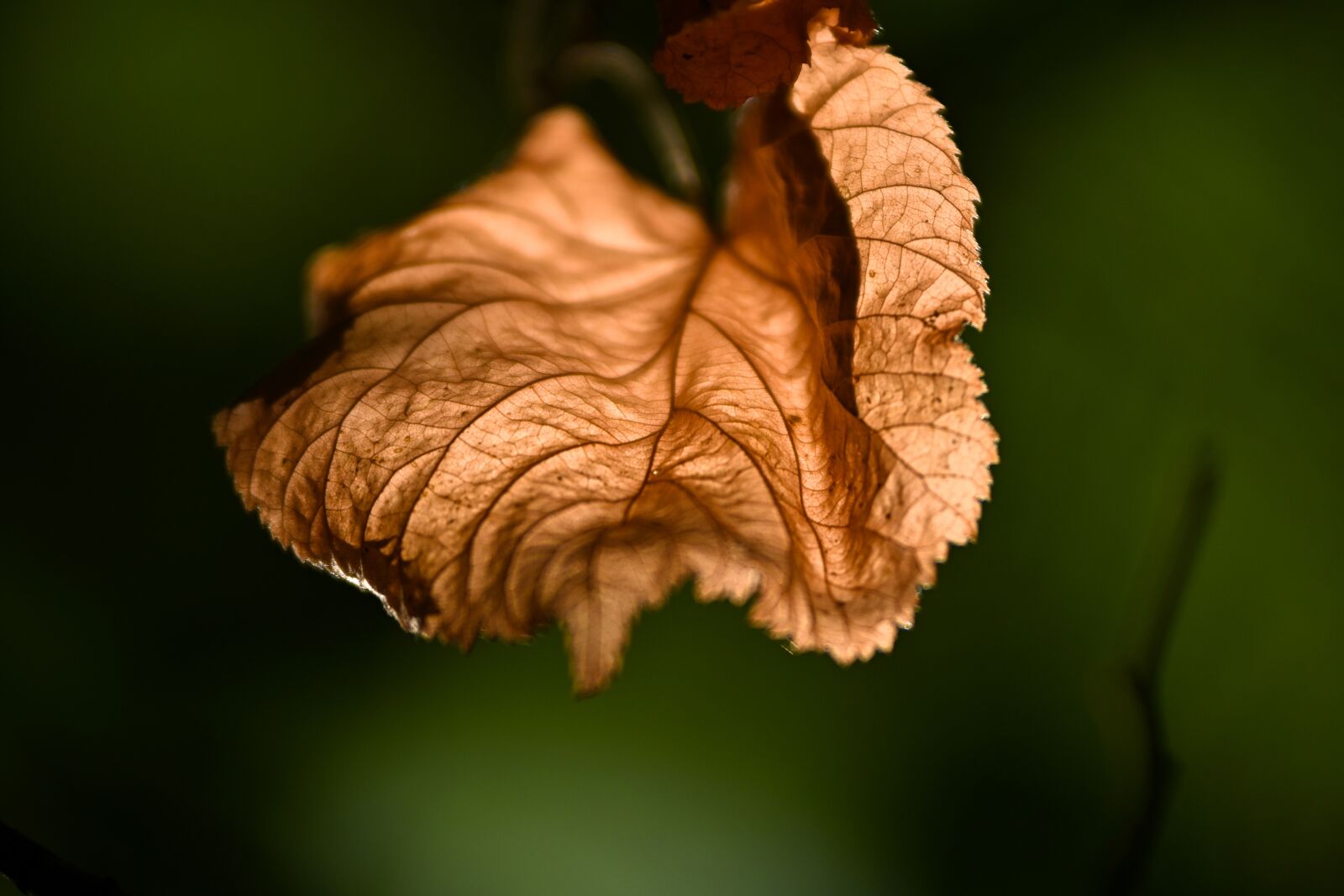 Nikon Z 50 sample photo. The bodice, autumn, nature photography