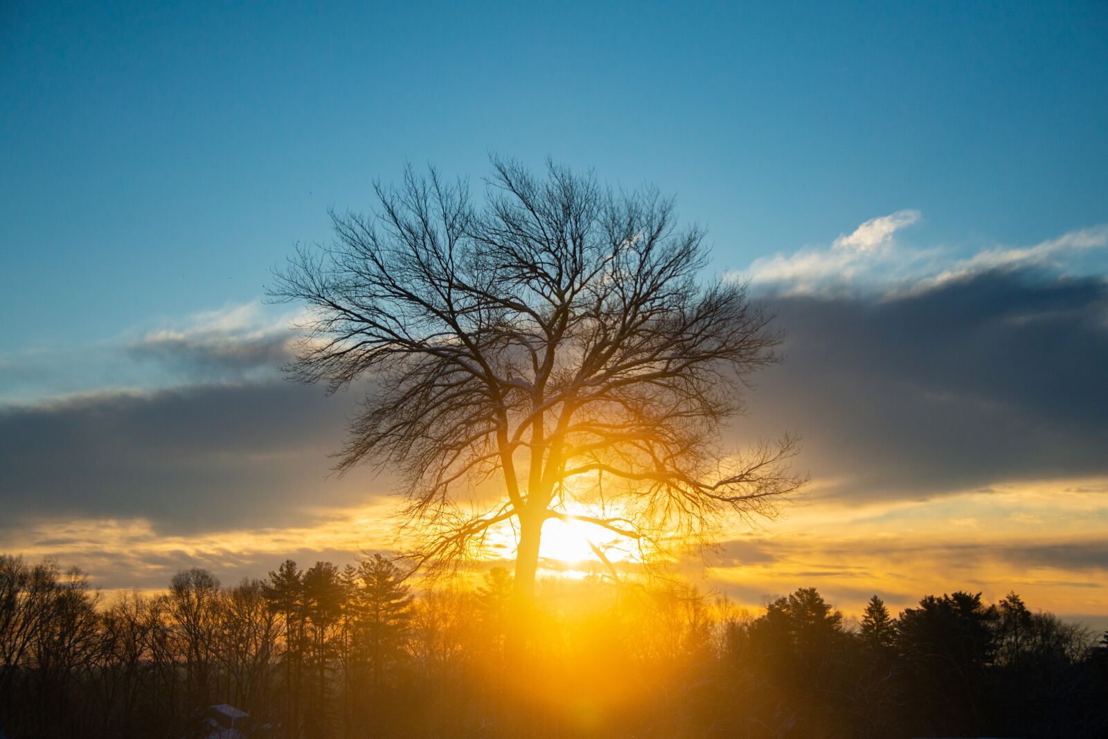 Nikon D800 sample photo. Sunset, orange, tree photography