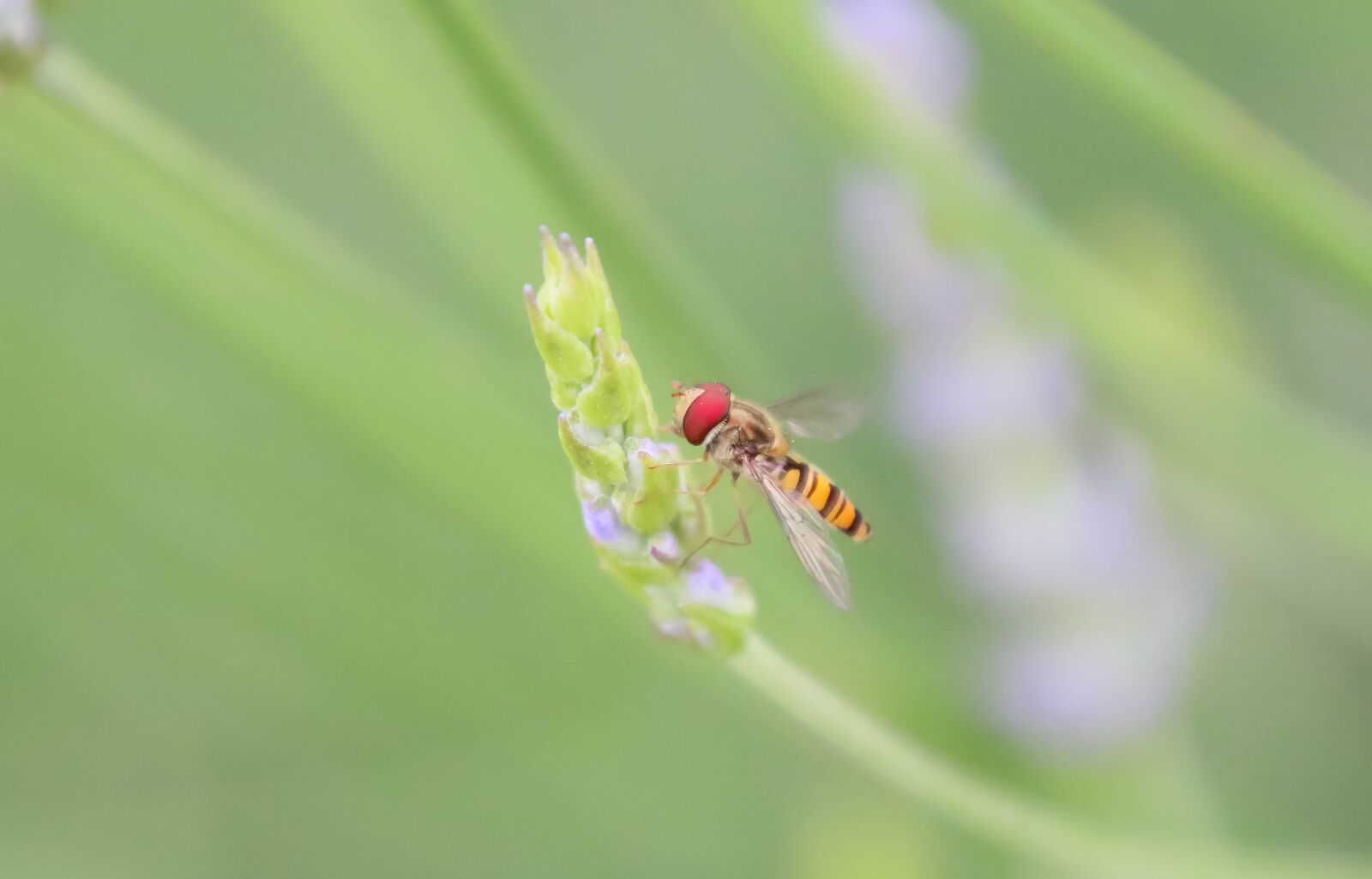 Canon EOS 70D + Tamron 16-300mm F3.5-6.3 Di II VC PZD Macro sample photo. Insect, hoverfly, fly photography