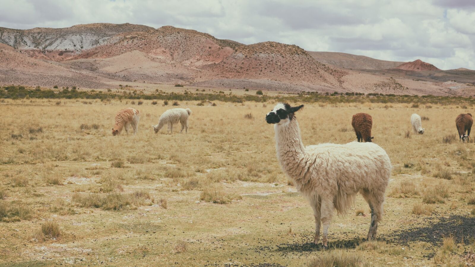 Nikon D7000 sample photo. Alpaca, animals, grass photography