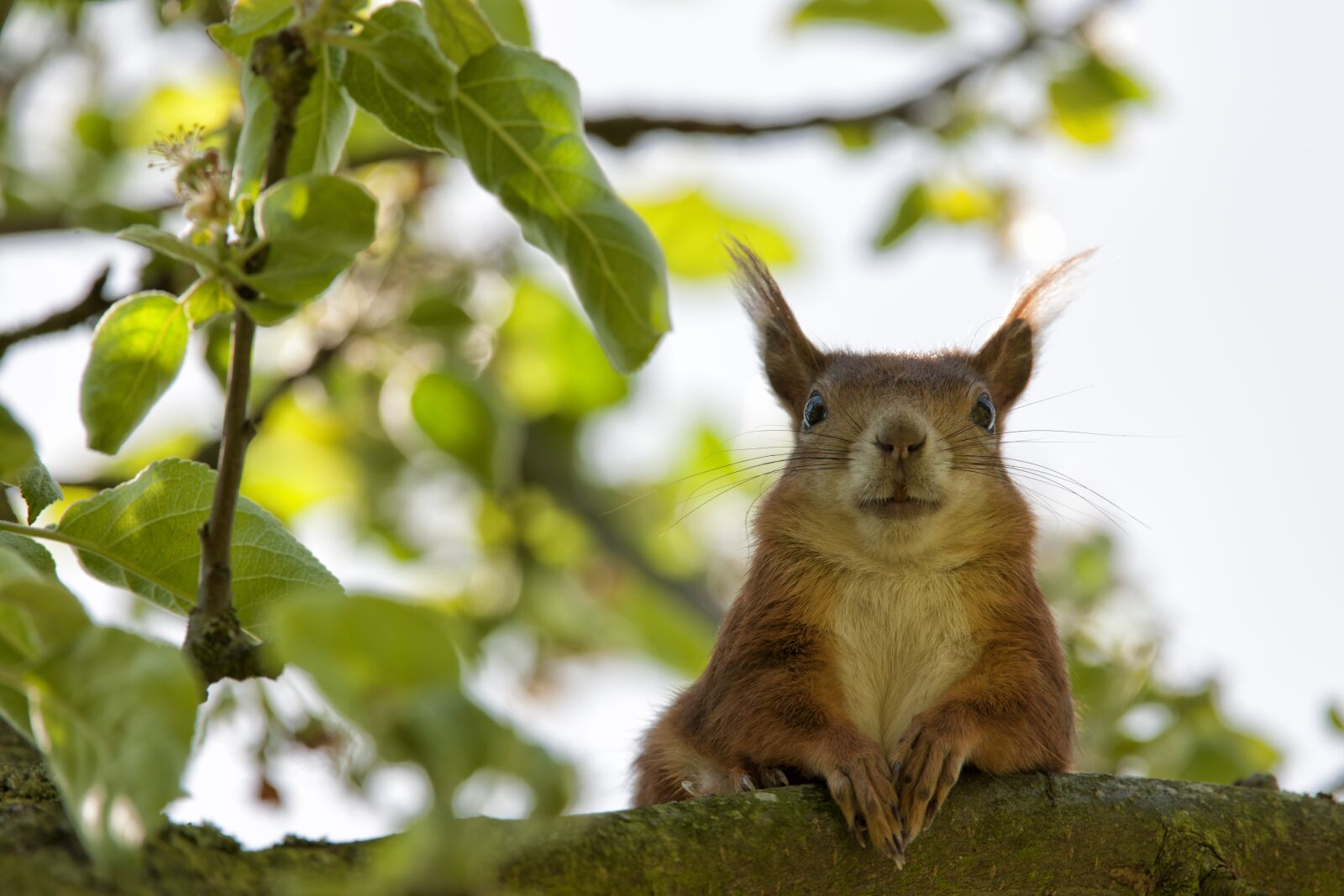 Nikon D3X sample photo. Squirrel, rodent, animal photography