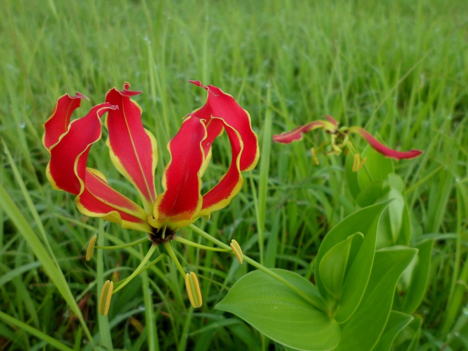 Samsung PL120,PL121 / VLUU PL120,PL121 sample photo. Flame lily, gloriosa superba photography