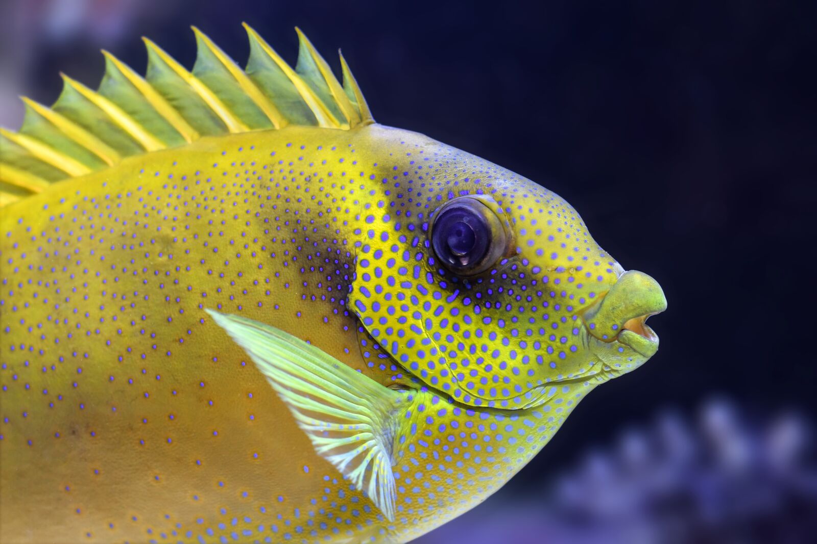 Nikon D500 sample photo. Fish, fin, aquarium photography