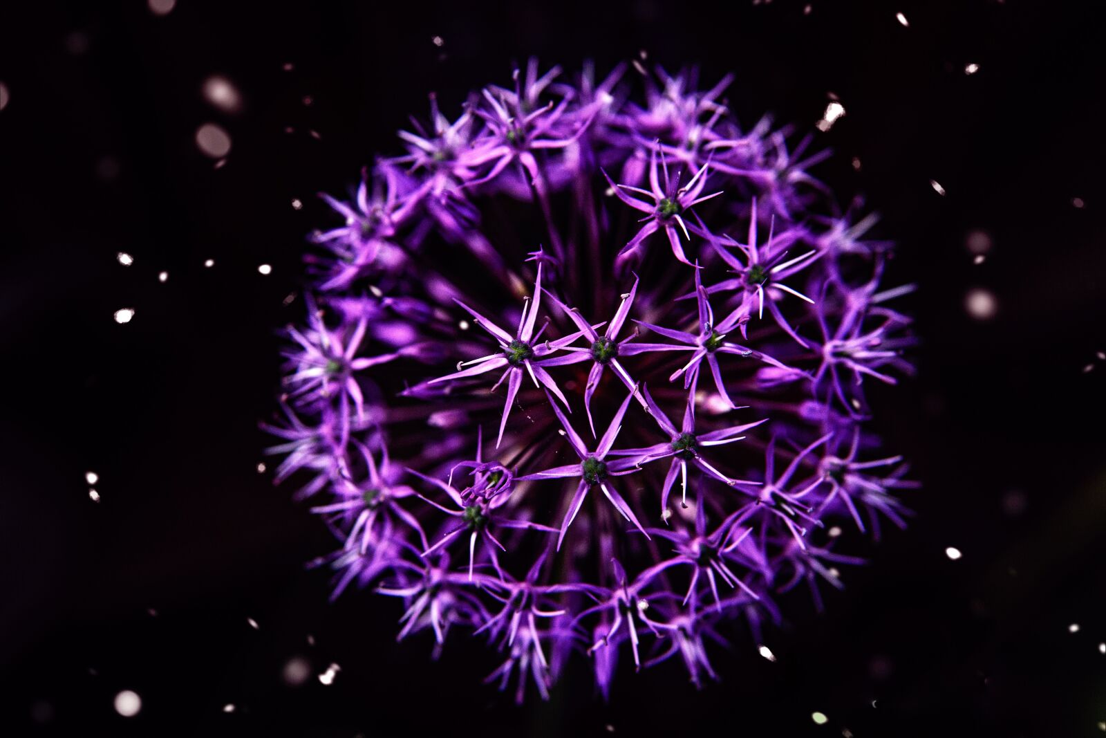 30mm F1.4 DC DN | Contemporary 016 sample photo. Allium, purple, flower photography