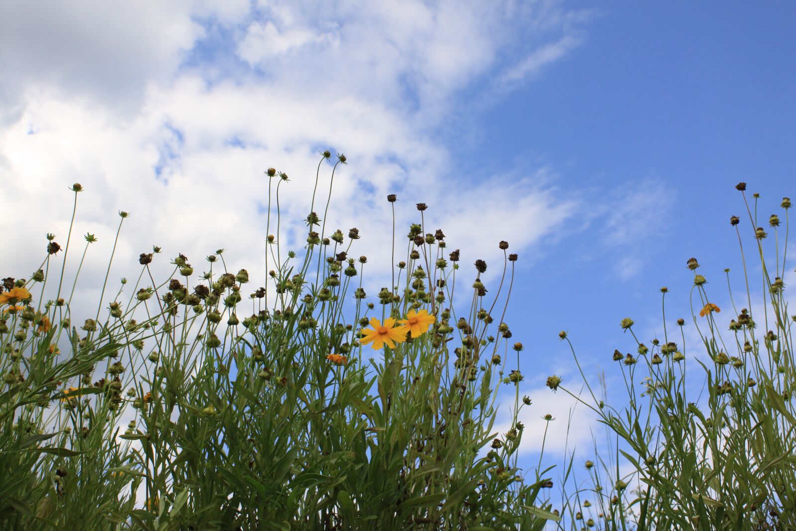 Canon EOS 50D sample photo. Sky, cloud, yellow flower photography