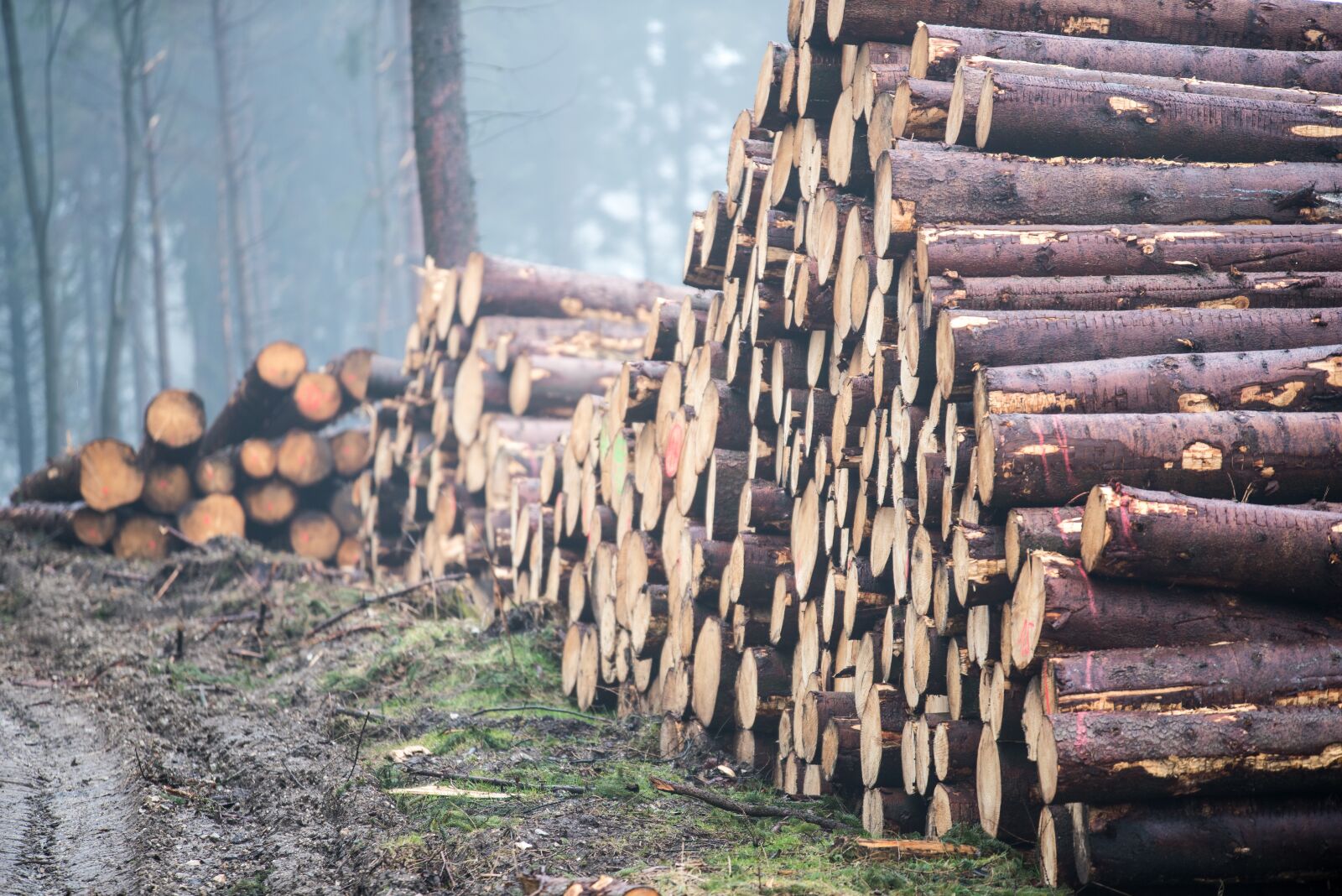 Nikon D750 sample photo. Log, wood, forest photography