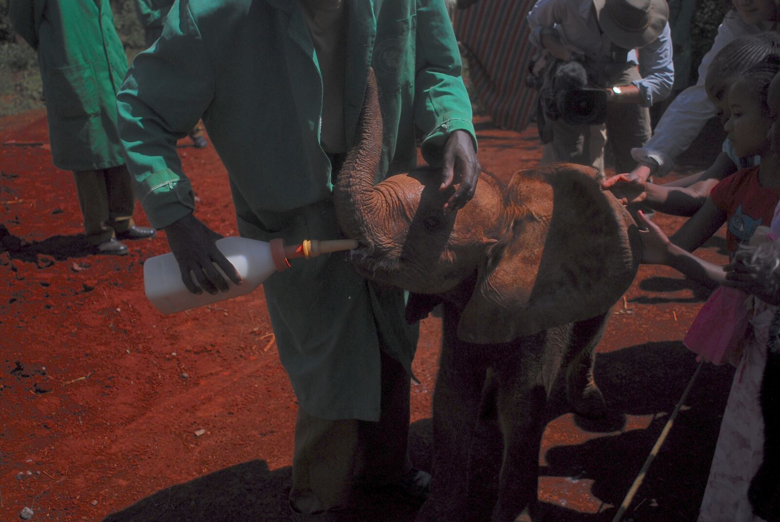 Nikon D200 sample photo. Feeding baby elephants, bottle photography
