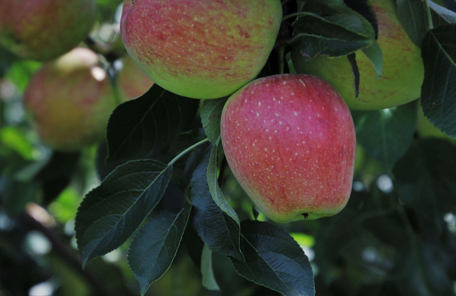 Canon EOS 80D sample photo. Apples, bio, fruit photography