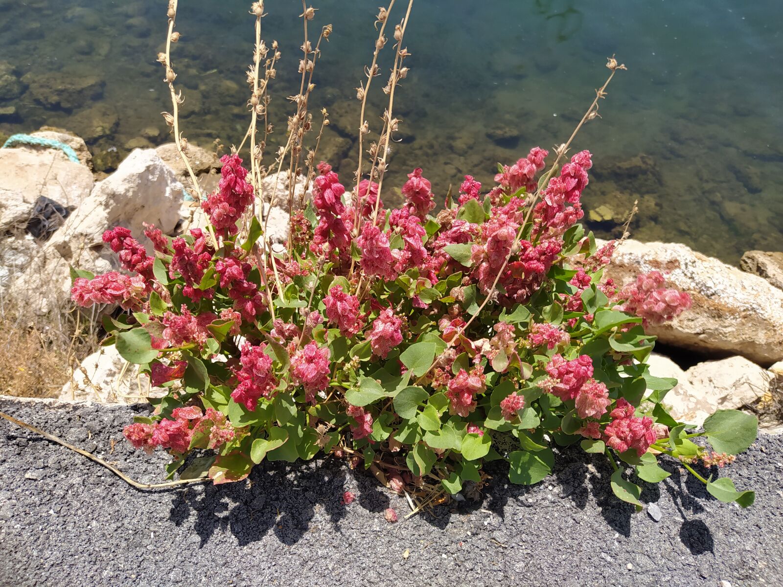 Xiaomi Redmi Note 8 sample photo. Plant, nature, road photography