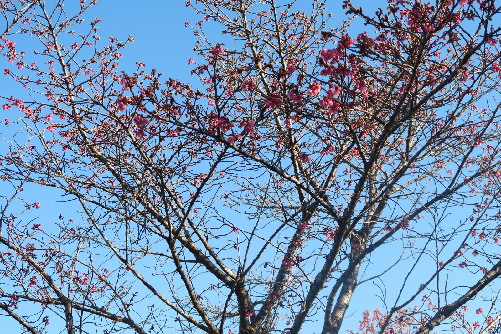 Canon PowerShot G7 X Mark II sample photo. Blue sky, tree, flowers photography