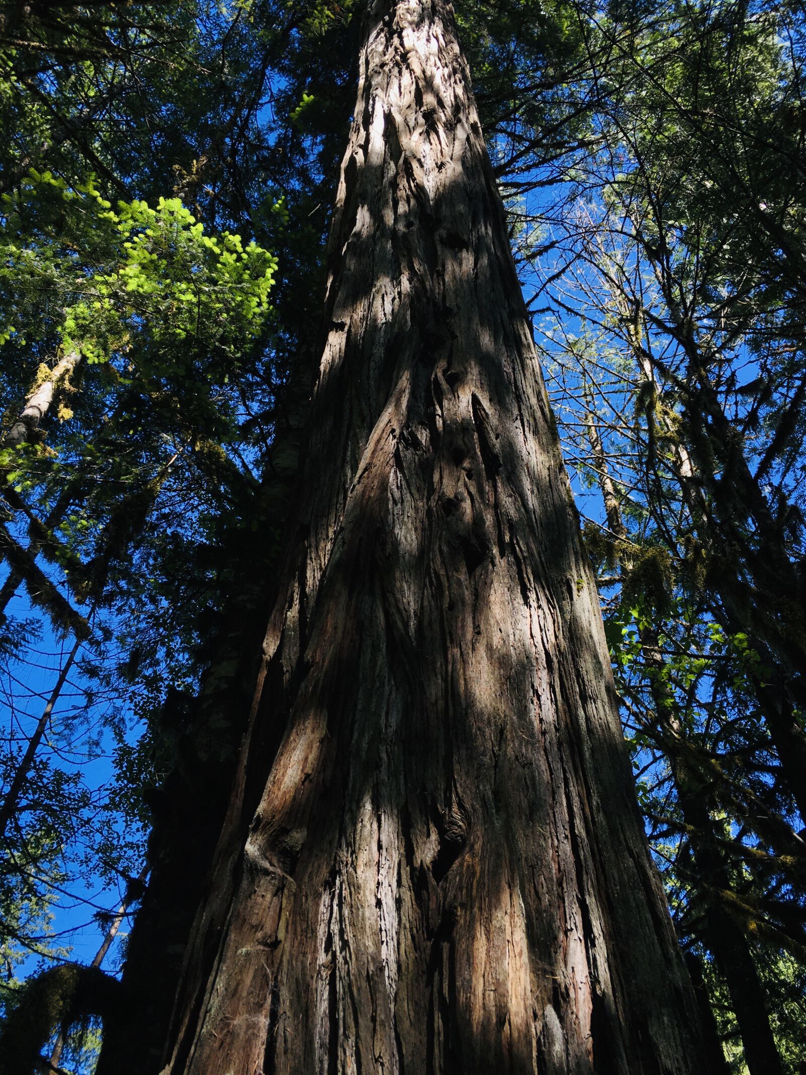 iPhone 6s back camera 4.15mm f/2.2 sample photo. Tree, trunk, wood photography
