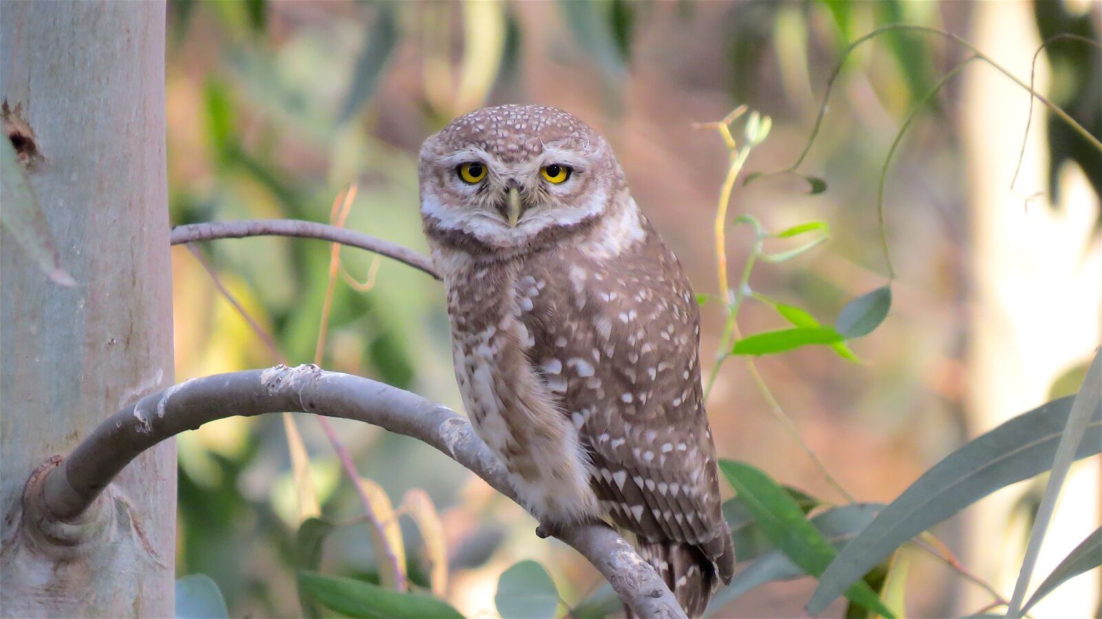 Canon PowerShot SX50 HS sample photo. Owl, wildlife, bird photography