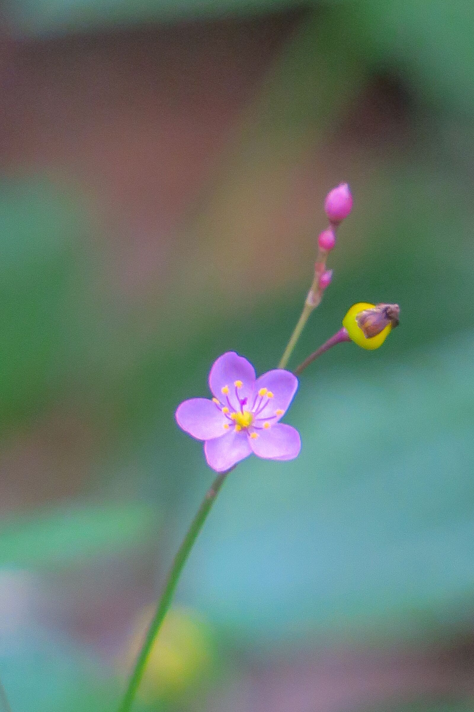Canon PowerShot G3 X sample photo. Human participants, nature, flower photography