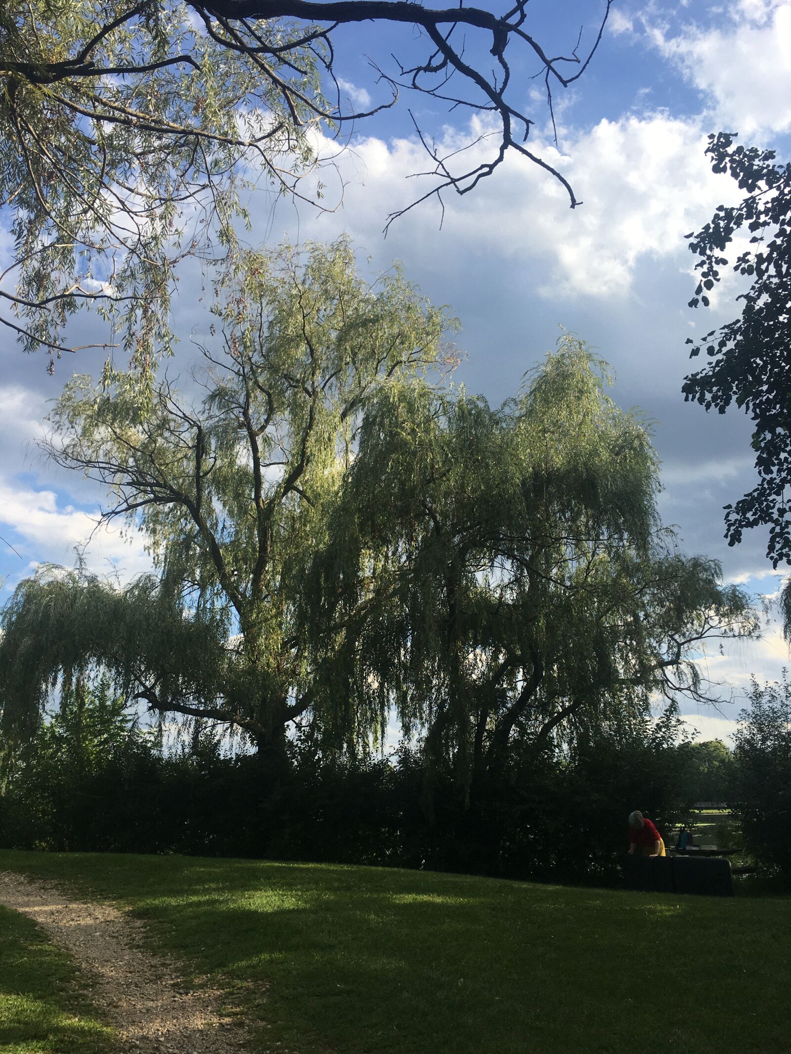 iPhone 6s Plus back camera 4.15mm f/2.2 sample photo. Willow, tree, nature photography