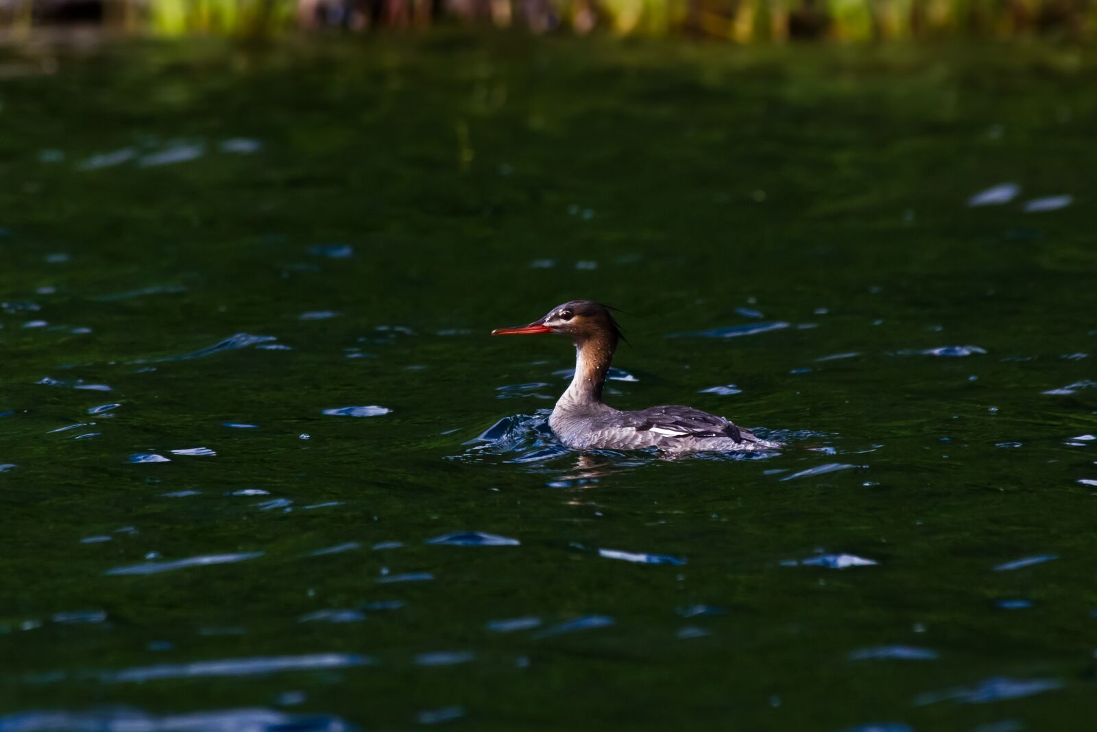 Canon EF 100-300mm f/5.6L sample photo. Red-breasted merganser, finnish, bird photography