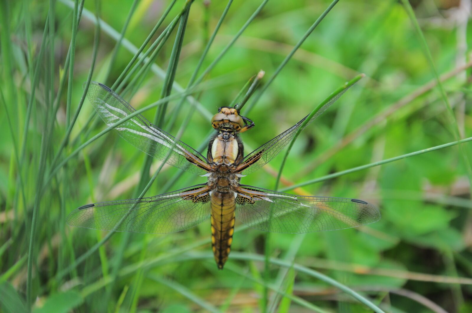 Nikon D90 sample photo. Insect, flying insect, winged photography