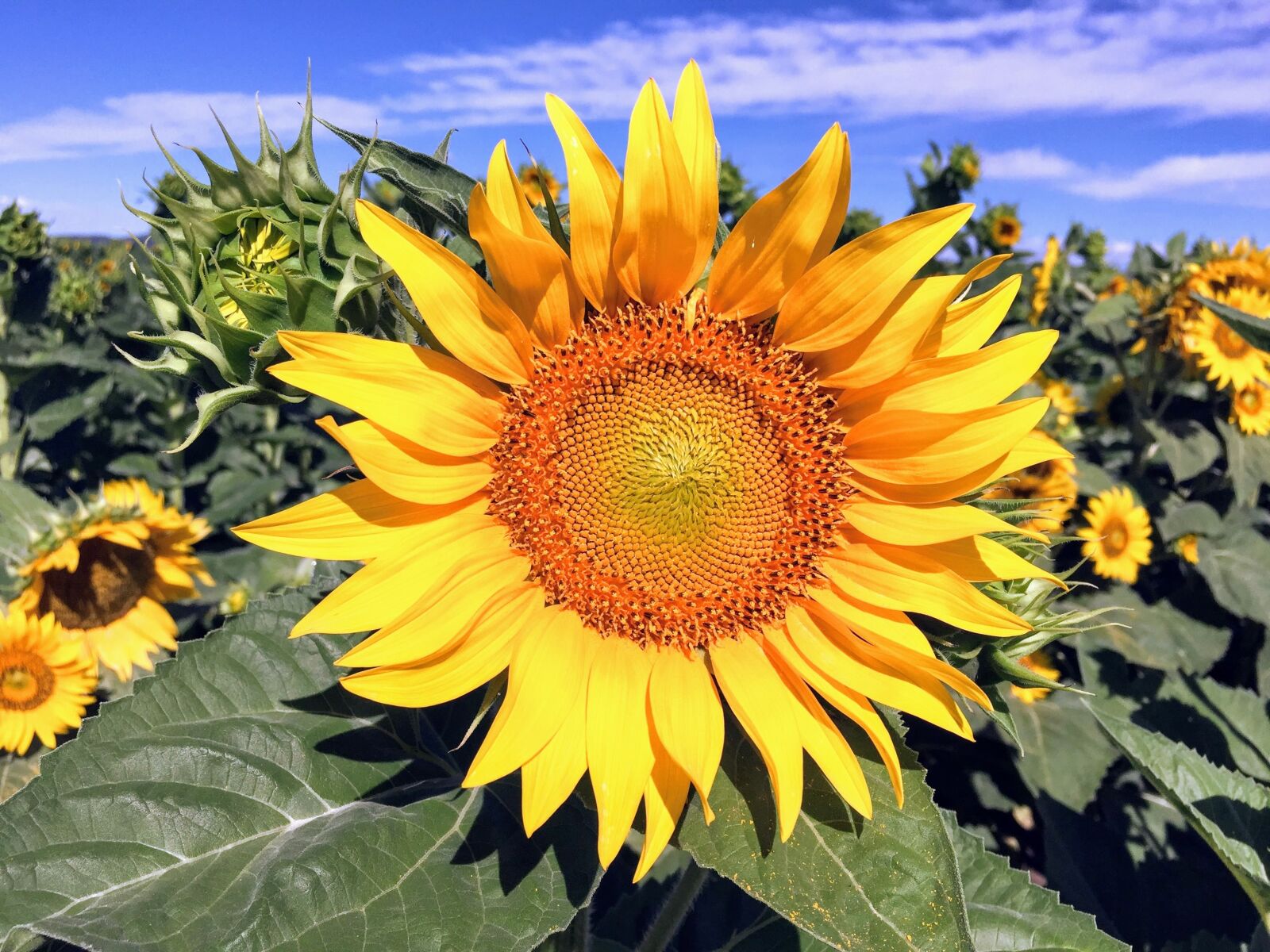 Apple iPhone 6 sample photo. Sunflower, plant, flower photography