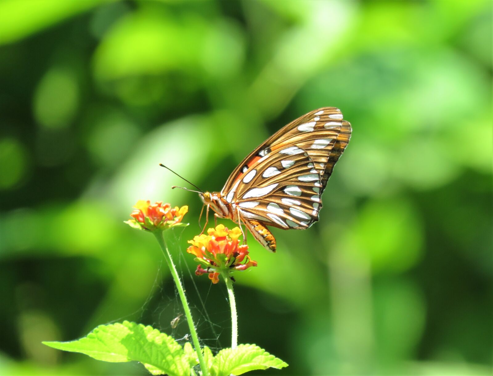 Canon PowerShot SX60 HS sample photo. Butterfly, flower, tropics photography
