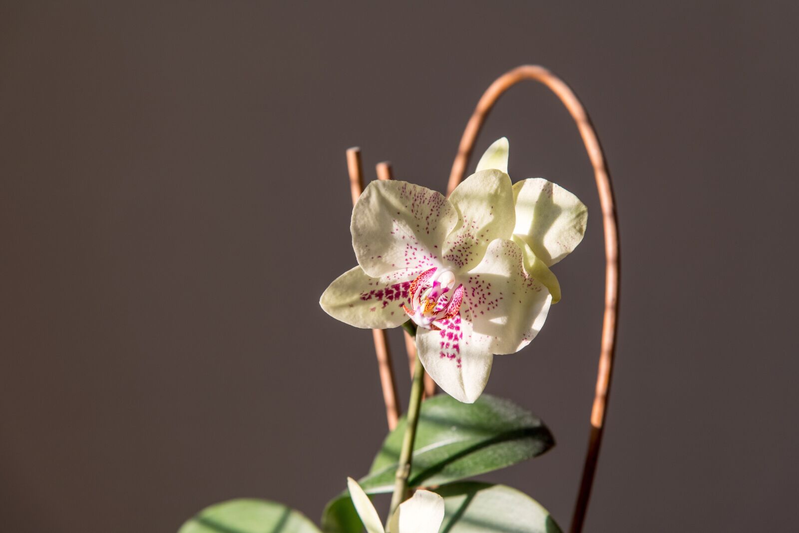 Nikon D850 sample photo. Orchid, flower, white photography