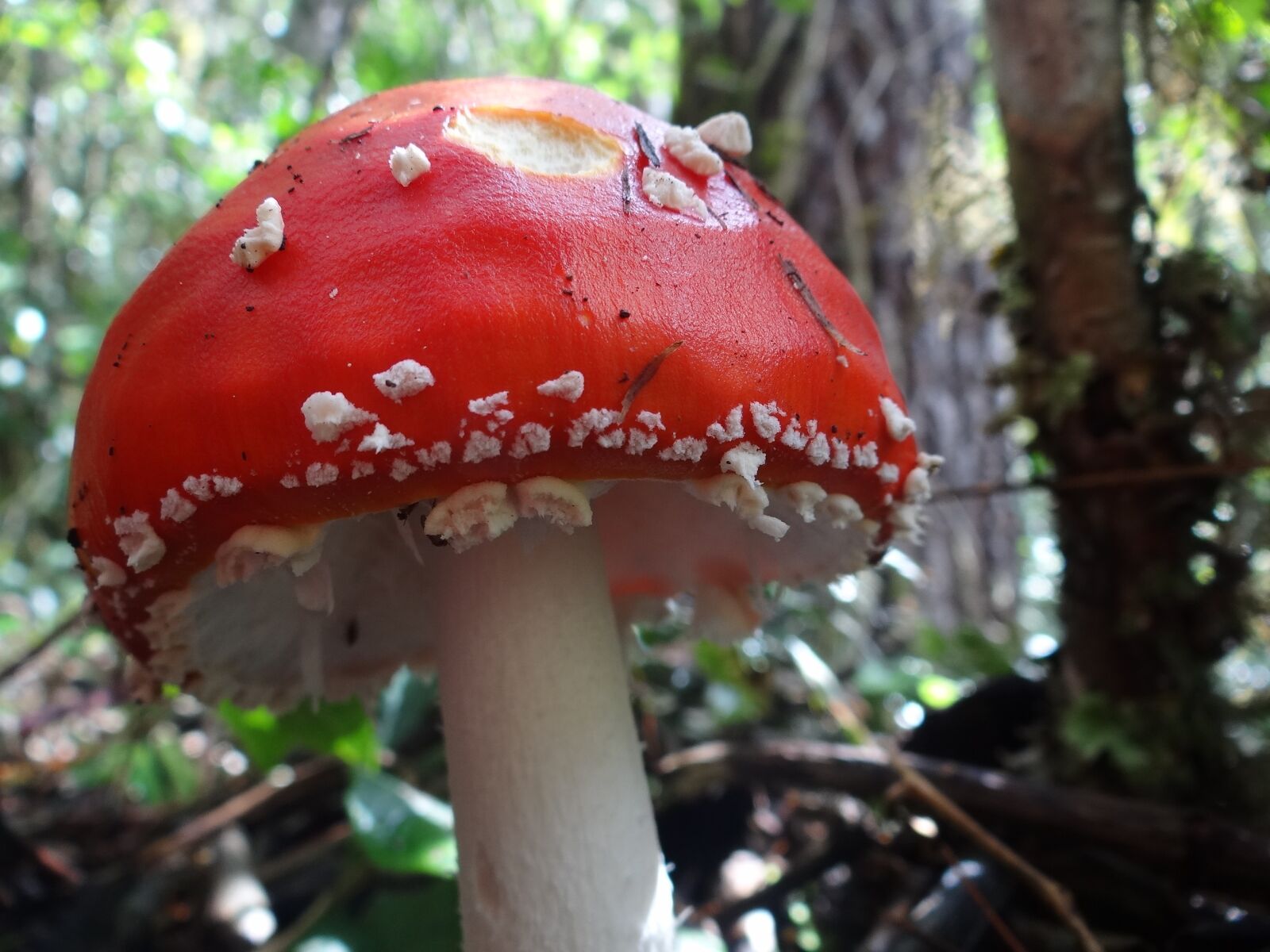 Sony Cyber-shot DSC-HX100V sample photo. Nature, flora, fungus photography