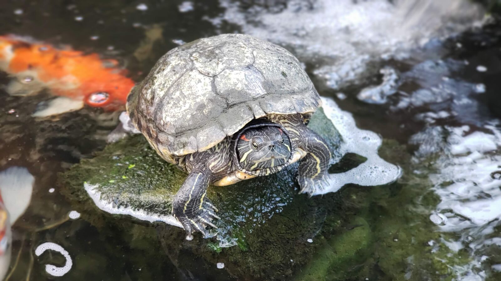 Samsung Galaxy S9+ sample photo. Turtle, animal, tortoise photography