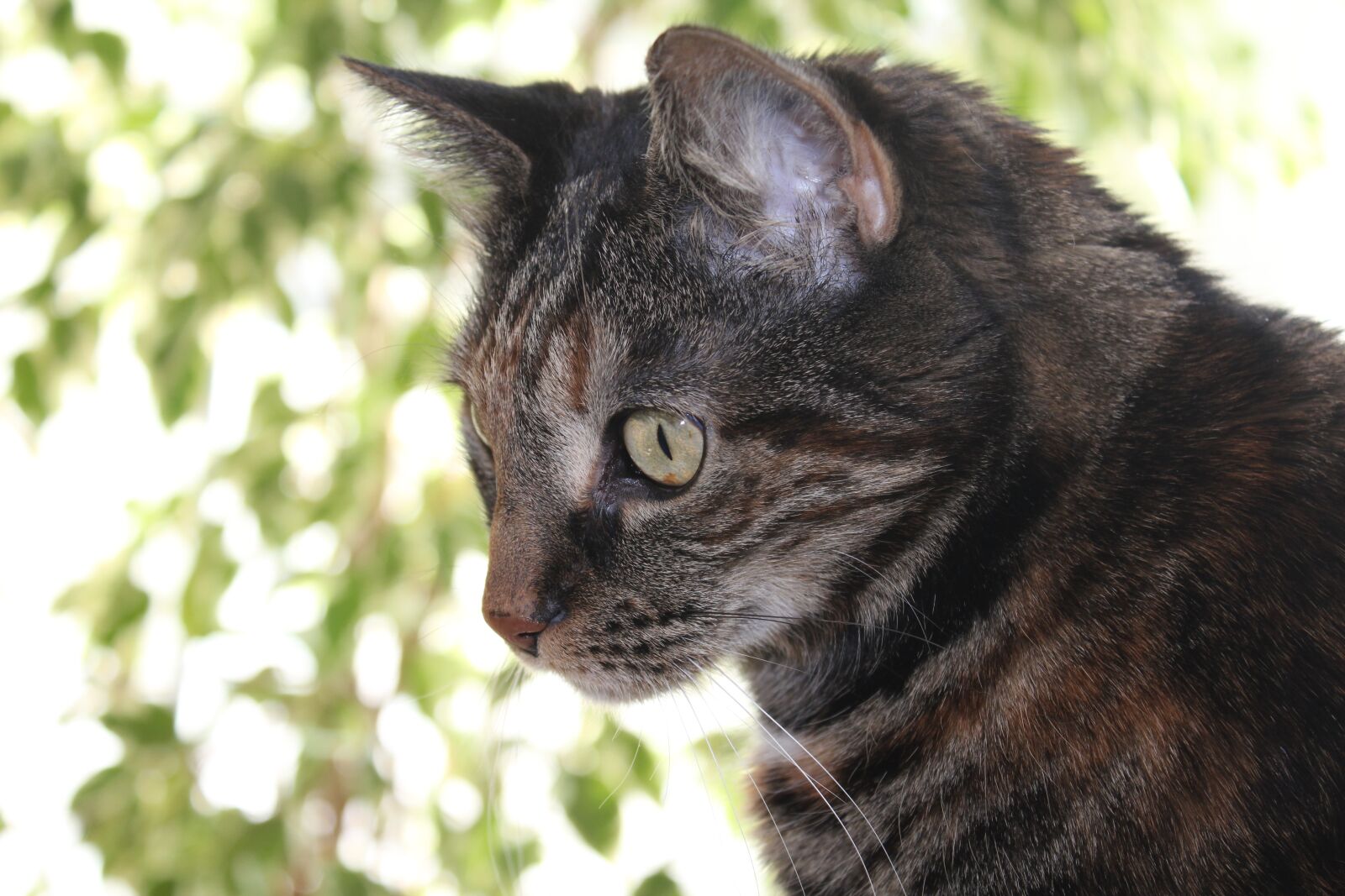 Canon EOS 550D (EOS Rebel T2i / EOS Kiss X4) sample photo. Cat, domestic cat, head photography